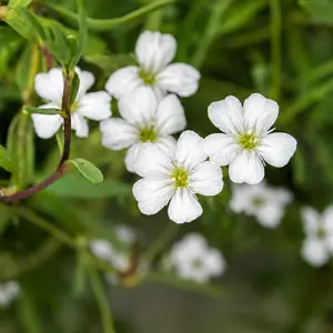 Gypsophila repens 'Filou White'