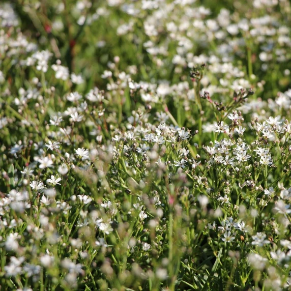 Gypsophila fastigiata 'Silverstar' - image 2