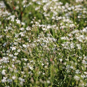 Gypsophila fastigiata 'Silverstar' - image 2