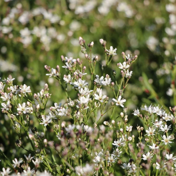 Gypsophila fastigiata 'Silverstar' - image 1