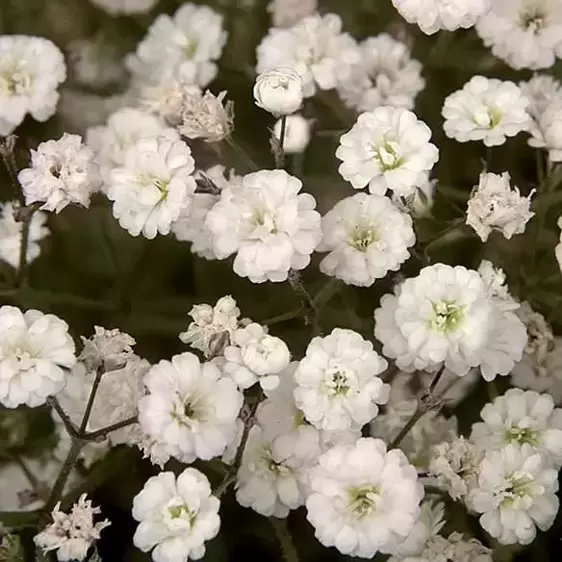 Picture Credit - Walters Gardens, Inc.
