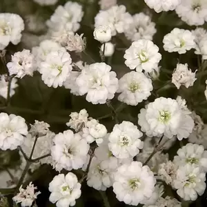 Picture Credit - Walters Gardens, Inc.