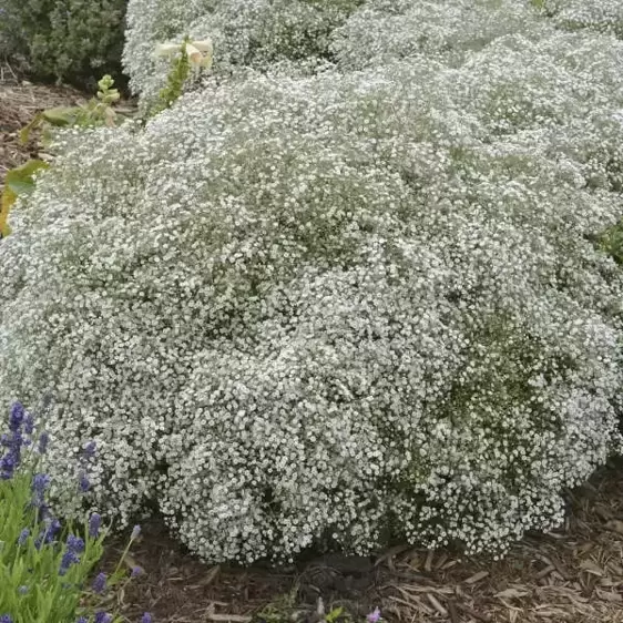 Picture Credit - Walters Gardens, Inc.