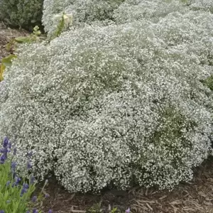 Picture Credit - Walters Gardens, Inc.