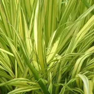 Hakonechloa macra 'Aureola' 3L - image 2