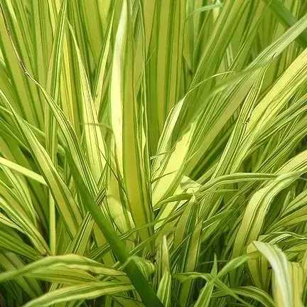 Hakonechloa macra 'Aureola' 1L - image 2