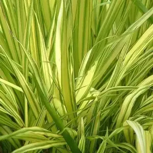 Hakonechloa macra 'Aureola' 1L - image 2