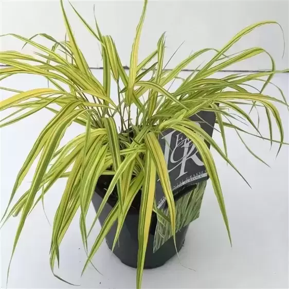 Hakonechloa macra 'Aureola' 3L - image 3
