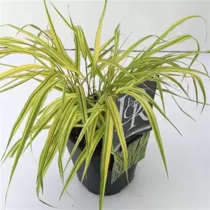 Hakonechloa macra 'Aureola' 3L - image 3