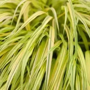 Hakonechloa macra 'Aureola' 1L - image 1