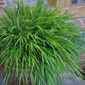 Picture Credit - Vitroflora