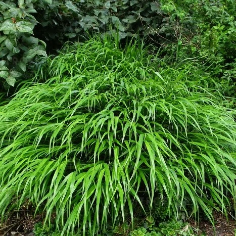 Picture Credit - Vitroflora