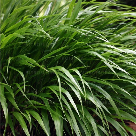 Picture Credit - Vitroflora