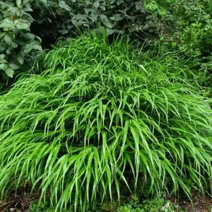 Picture Credit - Vitroflora
