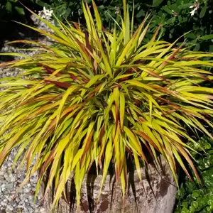 Hakonechloa macra 'Sunflare' - image 1