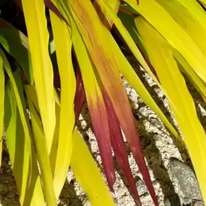 Hakonechloa macra 'Sunflare' - image 3