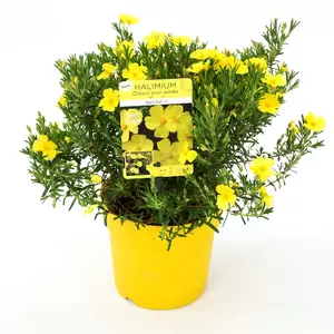 Halimium 'April Sun' - image 4