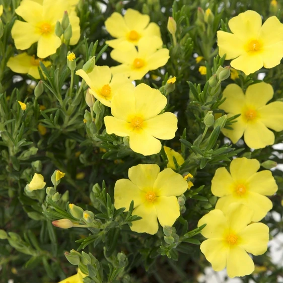 Halimium 'April Sun' - image 5