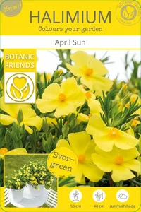 Halimium 'April Sun' - image 6