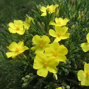 Halimium calycinum (syn. libanotis)