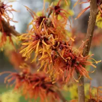Hamamelis