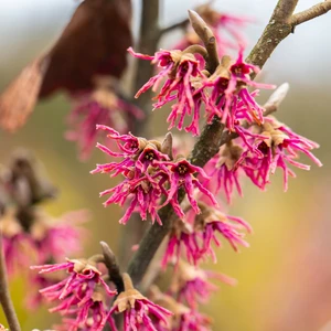 Hamamelis vernalis 'Amethyst' - image 2