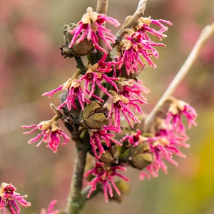 Hamamelis vernalis 'Amethyst' - image 3