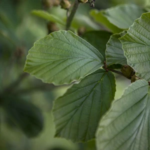 Hamamelis vernalis 'Amethyst' - image 4