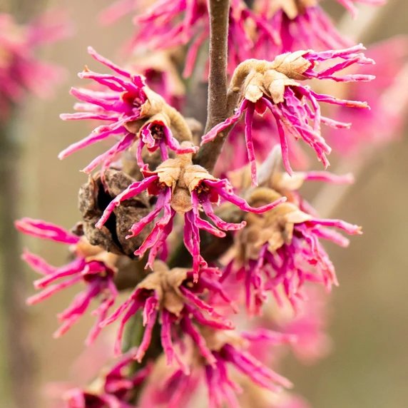 Hamamelis vernalis 'Amethyst' - image 1