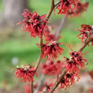Hamamelis x intermedia 'Diane' 12L