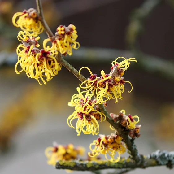 Hamamelis x intermedia 'Pallida' 12L