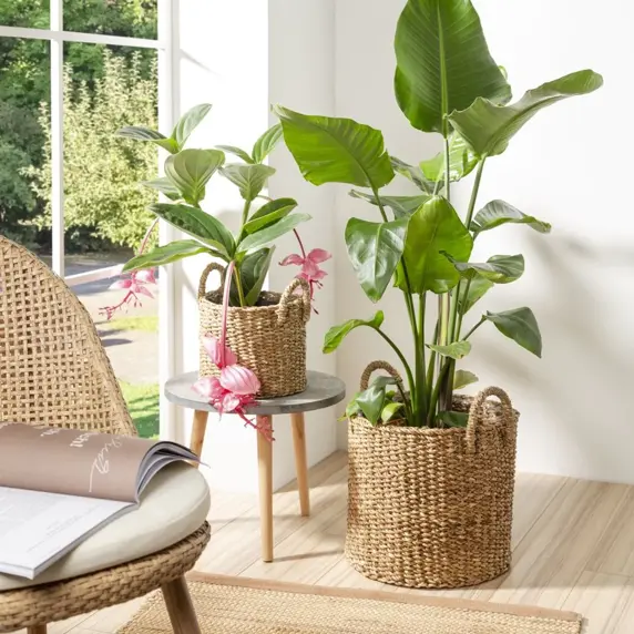 Handled Seagrass Brown Planter Ø27cm - image 2