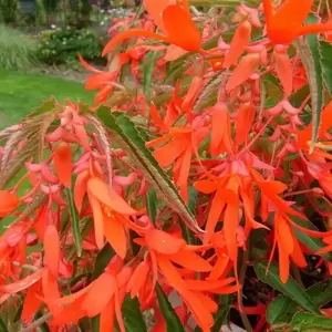 Hanging Basket Begonia 'Bonfire' - image 2