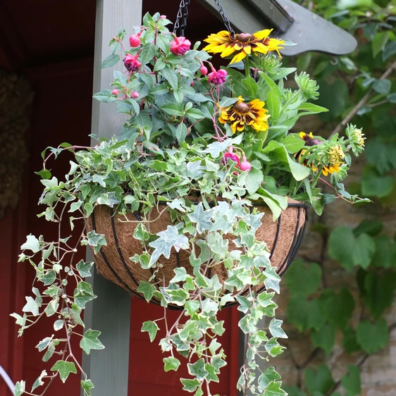 Hanging Basket & Liner 35cm - image 1