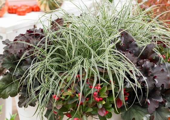 Hanging Basket Workshop - Autumn