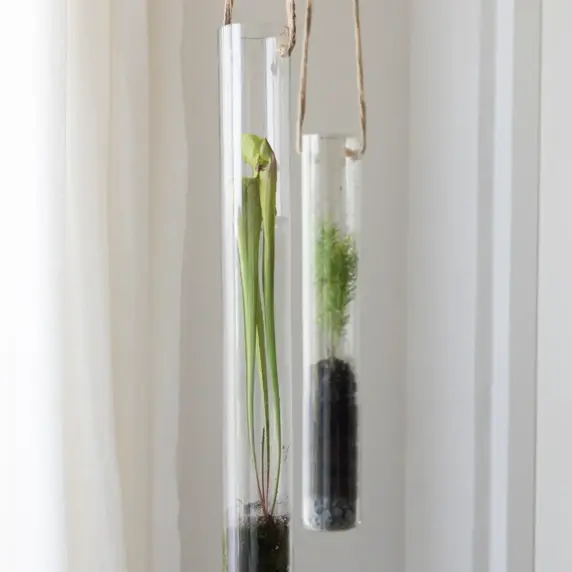Hanging Glass Tube Terrarium - Large - image 2