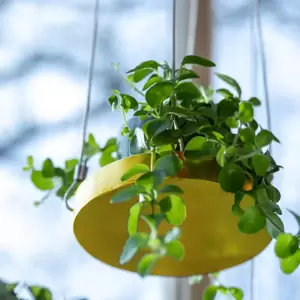 Round Hanging Plant Tray - Gold (S) - image 3