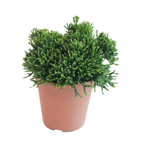 Hatiora salicornioides 12cm - image 1