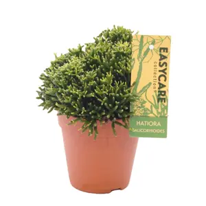 Hatiora salicornioides 12cm - image 2