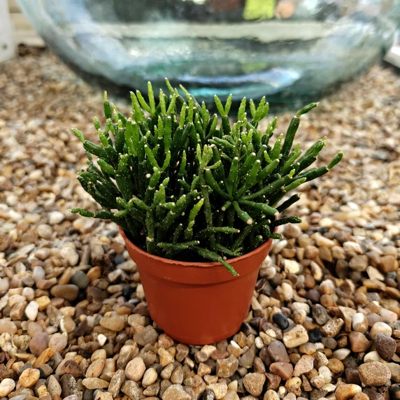 Hatiora salicornioides 6cm