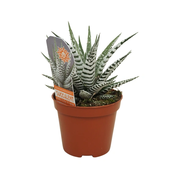 Haworthia fasciata 'Alba' 8.5cm