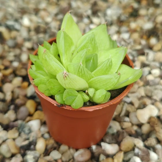 Haworthia batesiana