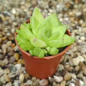 Haworthia batesiana