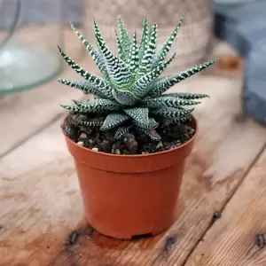 Haworthia fasciata 'Cape Town' - image 2
