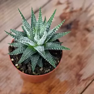 Haworthia fasciata 'Cape Town' - image 2