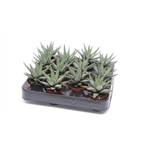 Haworthia fasciata 'Concolor' 5.5cm