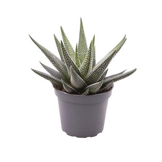 Haworthia fasciata 'Concolor' 8.5cm