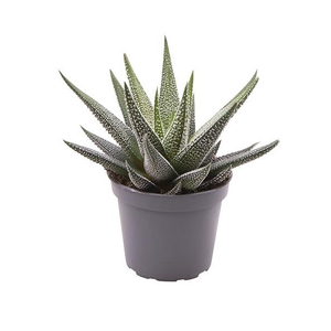 Haworthia fasciata 'Concolor' 8.5cm