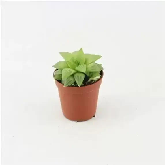 Haworthia cooperi 5.5cm