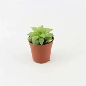 Haworthia cooperi 5.5cm